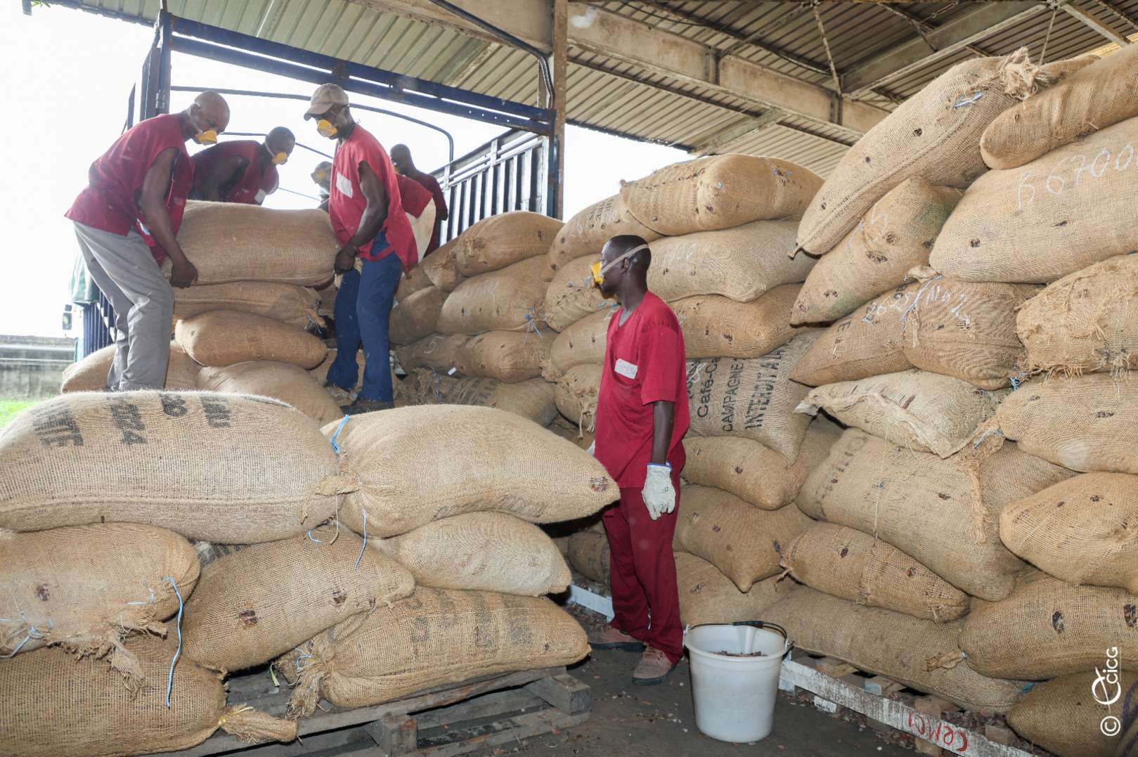 Cocoa Sector: Government Revises Sales Campaign Calendar
